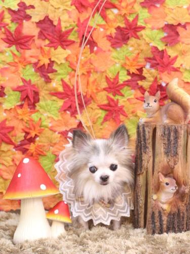 20241103クラウディアちゃん